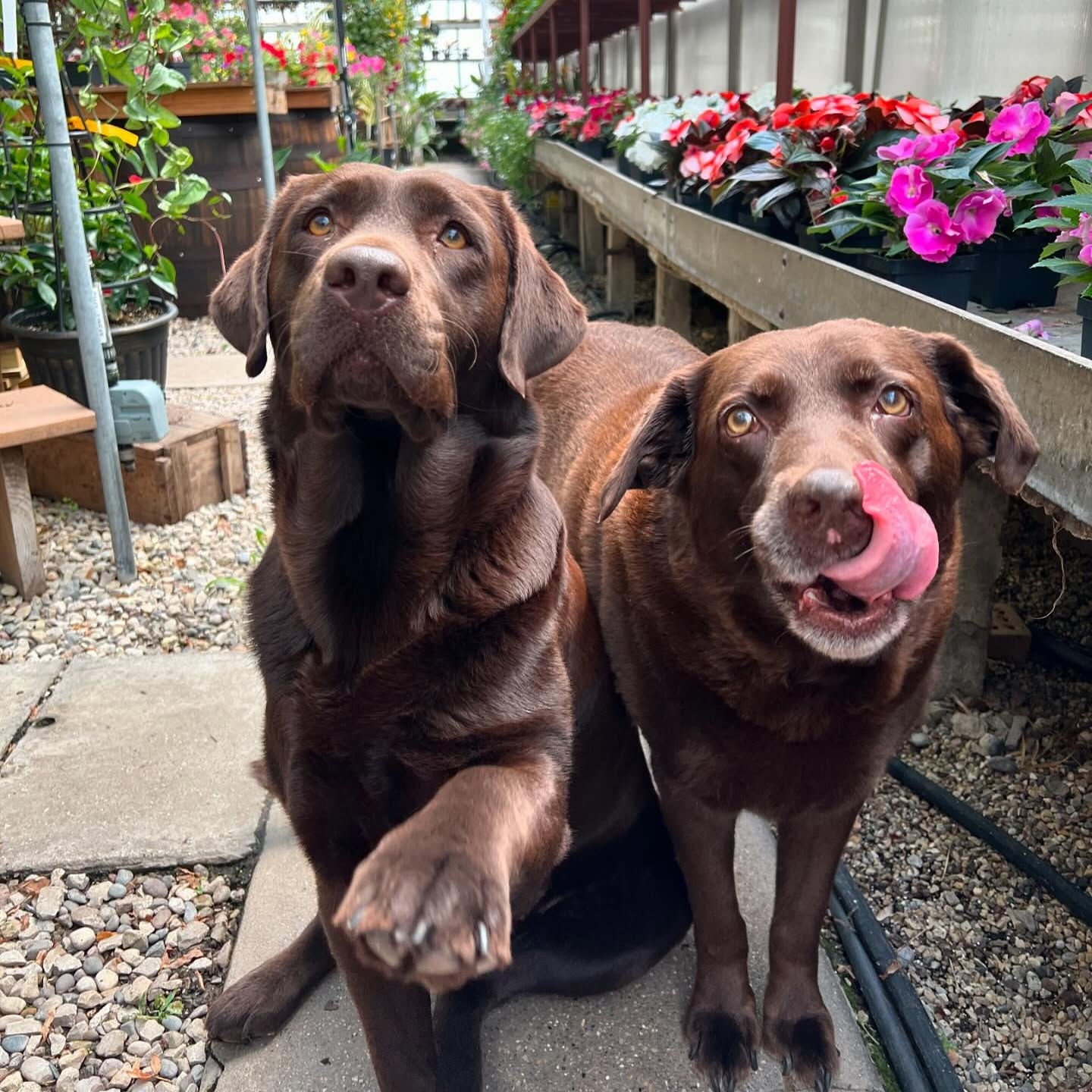 Brandfetch Kellners Greenhouse Inc. Milwaukee WI Logos & Brand Assets