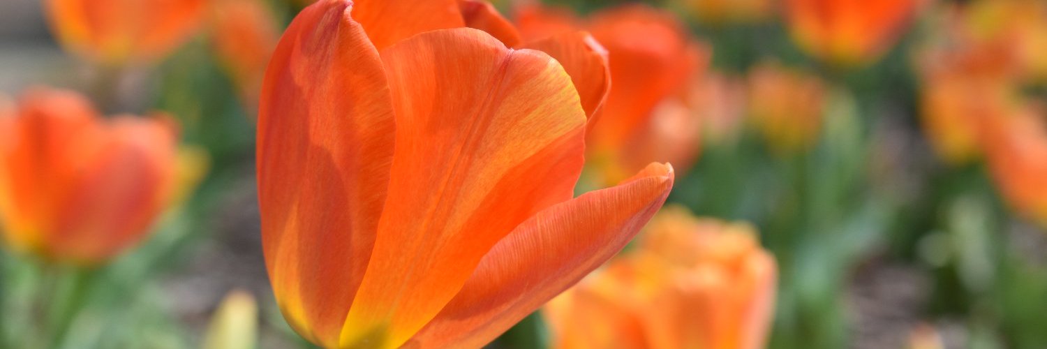 Daniel Stowe Botanical Garden's banner