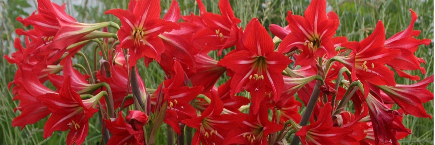 Southernbulbs Logo & Brand Assets (SVG, PNG and vector) Brandfetch