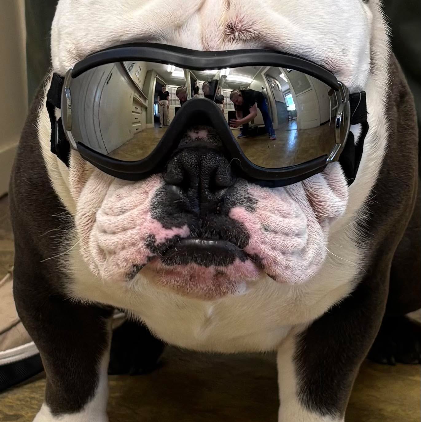 Acton Veterinary Clinic Acton ME Logo & Brand Assets (SVG, PNG and